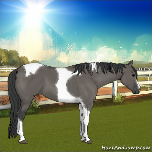 Horse Color:Grullo Tobiano 