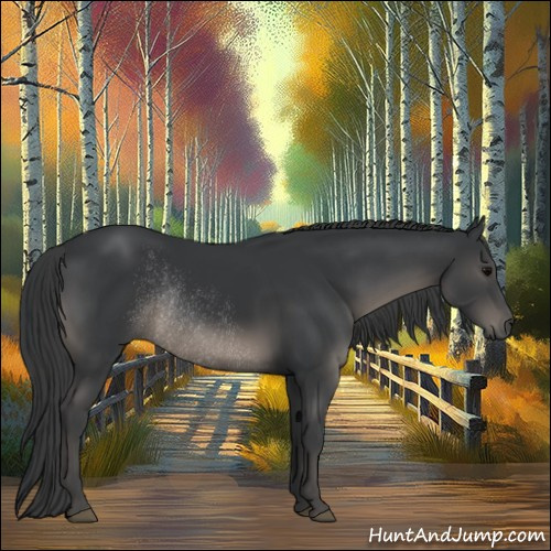 Horse Color:Black Rabicano