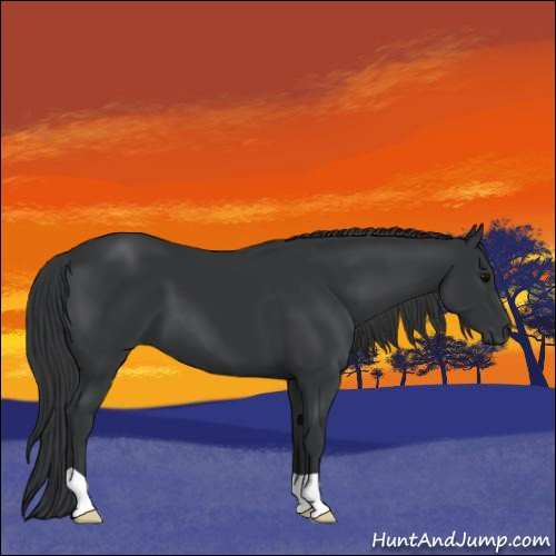 Horse Color:Black 