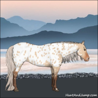 Horse Color:White Spotted Silver Bay Dun Appaloosa 
