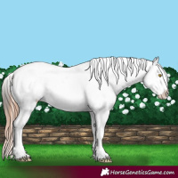 Horse Color:Sable Champagne Appaloosa and Sable Champagne Appaloosa