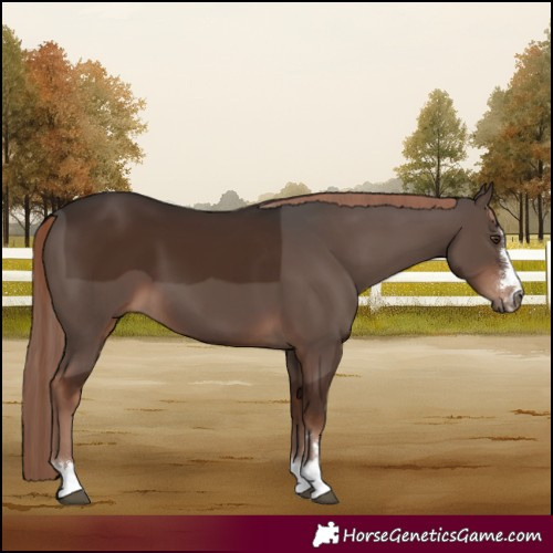 Horse Color:Liver Chestnut 