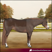 Horse Color:Liver Chestnut 