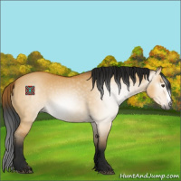 Horse Color:Gray Buckskin Dun Splash 