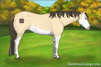 Horse Color:Buckskin Dun Splash 