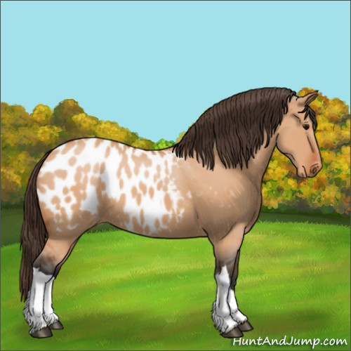 Horse Color:Bay Dun Appaloosa 