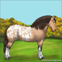 Horse Color:Bay Dun Appaloosa 