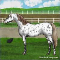 Horse Color:Liver Chestnut Appaloosa 