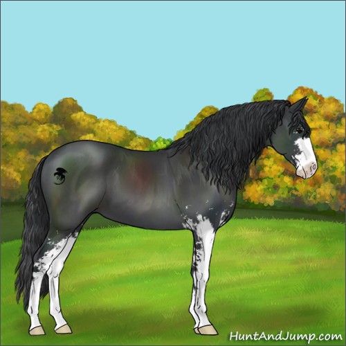 Horse Color:Black Sabino