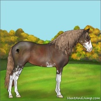 Horse Color:Liver Chestnut Sabino 