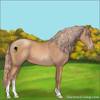 Horse Color:Gold Champagne Sabino 