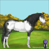 Horse Color:Black Sabino Frame