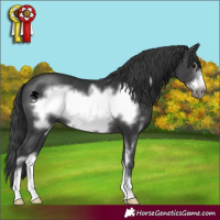 Horse Color:Black Sabino Frame 