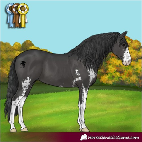 Horse Color:Black Sabino