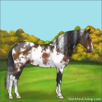 Horse Color:White Spotted Bay 