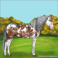Horse Color:Bay Sabino 