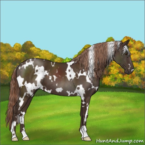 Horse Color:White Spotted Liver Chestnut 