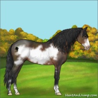 Horse Color:Brown Sabino Frame 