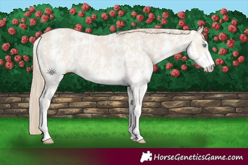 Horse Color:Perlino Sabino  and Smoky Creme Sabino 