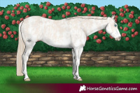 Horse Color:Perlino Sabino  and Smoky Creme Sabino 
