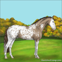 Horse Color:Classic Champagne Splash Appaloosa 