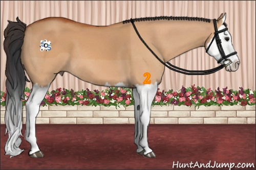 Horse Color:Bay Dun Splash 