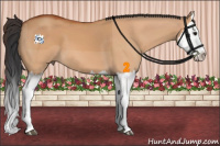 Horse Color:Bay Dun Splash 