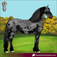 Horse Color:Void White Spotted Grullo Chinchilla Splash 