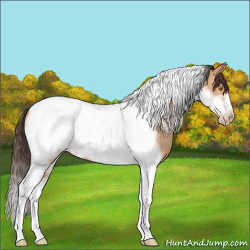 Horse Color:Amber Champagne Tobiano Frame 