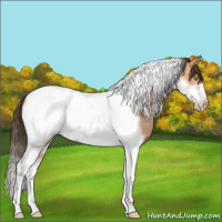 Horse Color:Amber Champagne Tobiano Frame 