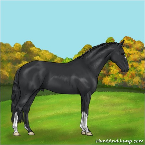 Horse Color:Black 