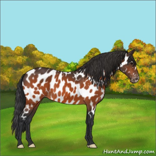 Horse Color:Bay Near Leopard 