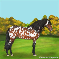 Horse Color:Bay Near Leopard 