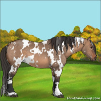 Horse Color:White Spotted Brown Dun