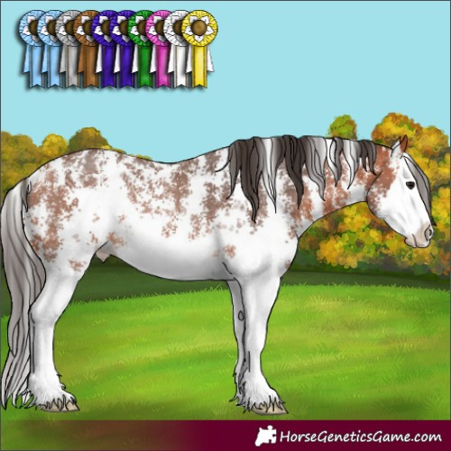 Horse Color:Bay Sabino Splash Rabicano 