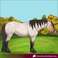 Horse Color:Bay Roan Dun 