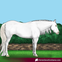 Horse Color:Gold Champagne Sabino Blanket 