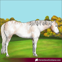 Horse Color:Gray White Spotted Silver Buckskin Sabino Appaloosa