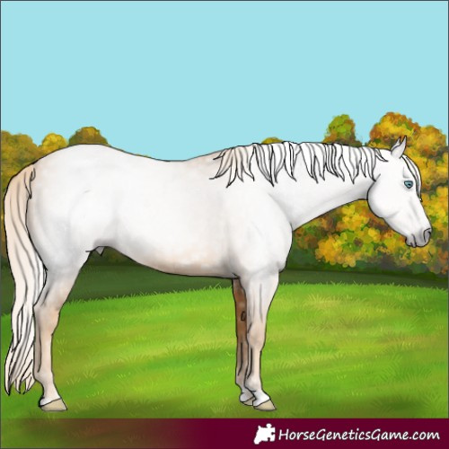 Horse Color:Gray Gold Cream Champagne 