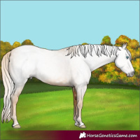 Horse Color:Gray Gold Cream Champagne 
