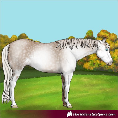 Horse Color:Gray Silver Smoky Black Pearl Sabino Rabicano 