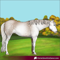 Horse Color:Gray Silver Smoky Black Pearl Sabino Rabicano 