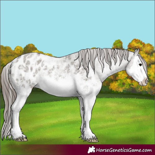 Horse Color:Grullo Ice Sabino Splash Appaloosa 