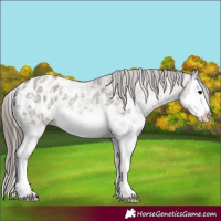 Horse Color:Grullo Ice Sabino Splash Appaloosa