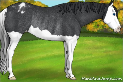 Horse Color:Black Splash Appaloosa Rabicano