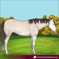 Horse Color:Amber Champagne Dun Splash Rabicano