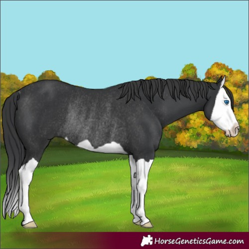 Horse Color:Black Splash Rabicano 