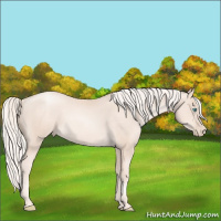 Horse Color:Gold Cream Champagne Pearl 
