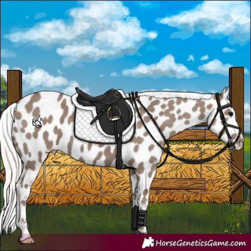 Horse Color:Silver Grullo Appaloosa 