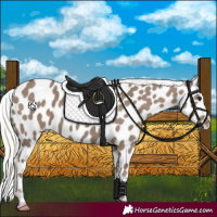 Horse Color:Silver Grullo Appaloosa